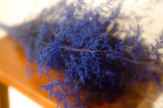 Bunch Of Preserved Royal Blue Misty Medium Blue Caspia Blue Etsy