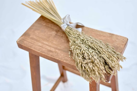 Dried Avena Oats | Grain Bunndles | Long Stems for Fall Wreaths, Rustic Bouquets & Home Decor