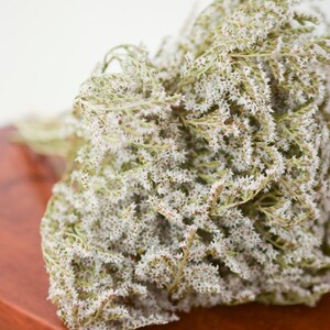 May include: A dense bouquet of dried limonium flowers featuring numerous tiny, star-shaped white blossoms clustered on thin, branching green stems. The delicate, papery texture of the small florets creates a voluminous, textured appearance.