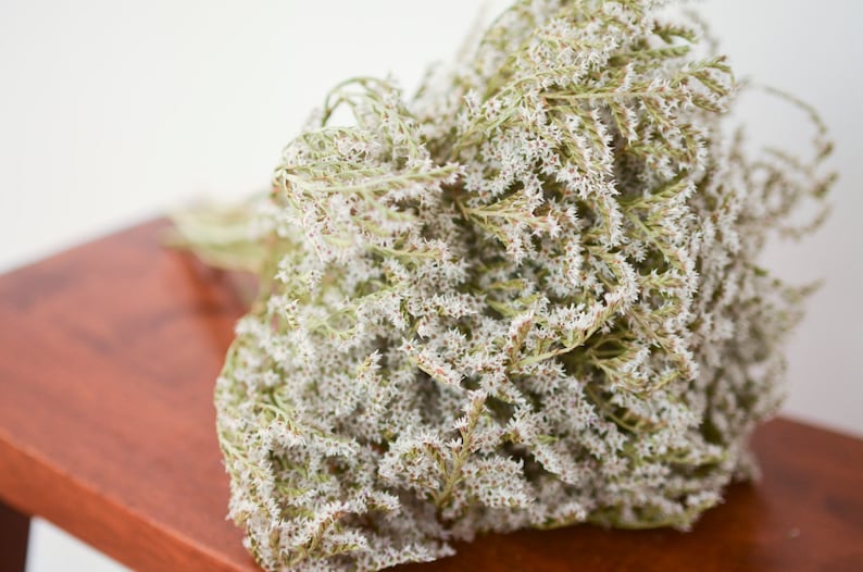 May include: A dense bouquet of dried limonium flowers featuring numerous tiny, star-shaped white blossoms clustered on thin, branching green stems. The delicate, papery texture of the small florets creates a voluminous, textured appearance.