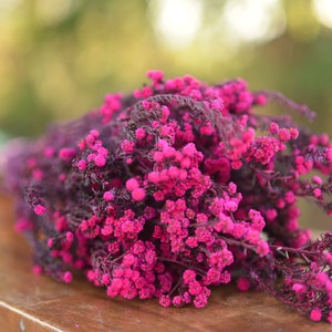 May include: A bunch of dried pink flowers with dark purple stems. The flowers are small and clustered together, creating a fluffy, textured look.