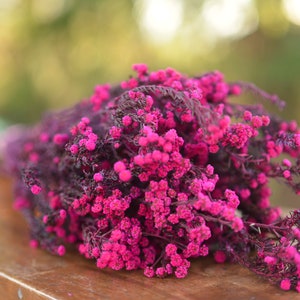 Bunch of preserved raspberry pink phylica, preserved dark pink flowers, small pink dried flowers, pink wedding flowers, fuschia flowers image 1