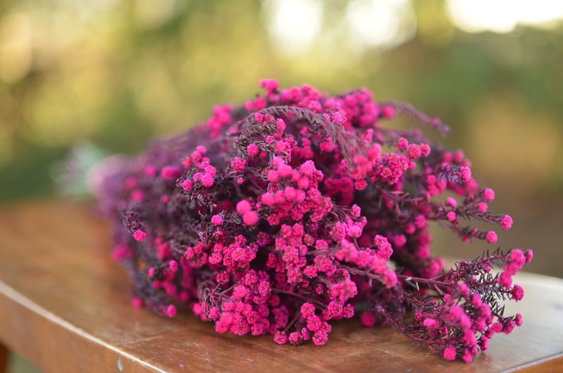 Bunch of preserved raspberry pink phylica, preserved dark pink flowers, small pink dried flowers, pink wedding flowers, fuschia flowers image 1