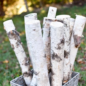 White Birch Poles, Christmas porch pots, Indoor holiday decorations, Various sizes and lengths!