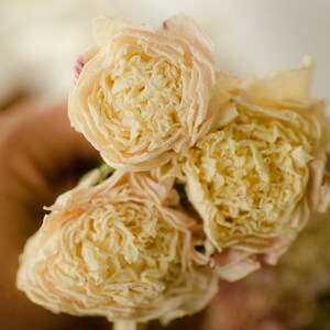 Dried peony bunch Dried peonies for weddings dried flowers for vase dried peony bouquet rose substitute peonies pink peony image 2