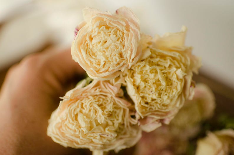 Dried peony bunch Dried peonies for weddings dried flowers for vase dried peony bouquet rose substitute peonies pink peony image 2