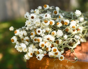 Dried daisy bunch, dried ammobium, winged everlasting, natural chrysanthemum, mini daisy, white daisies, wedding flowers, corsage flowers