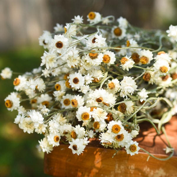 Getrocknetes Gänseblümchen, getrocknetes Ammobium, Chrysantheme, natürliche Chrysantheme, Mini-Gänseblümchen, weiße Gänseblümchen, Hochzeitsblumen, Ansteckblumen