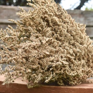 Dried German Statice Flowers: White Limonium Tataricum for Wedding Bouquets image 9