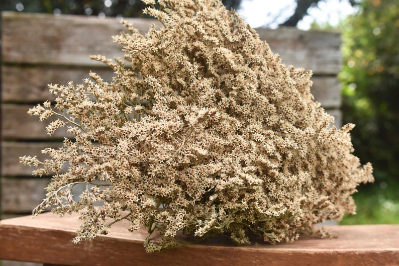 Dried German Statice Flowers: White Limonium Tataricum for Wedding Bouquets image 9