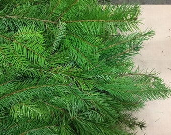 Könnte beinhalten: Nahaufnahme von frischen, leuchtend grünen Tannenzweigen. Die Nadeln sind dicht und erzeugen ein strukturiertes Aussehen. Die Äste haben eine natürliche braune Farbe. Ideal für Weihnachtsdekorationen oder Bastelarbeiten.