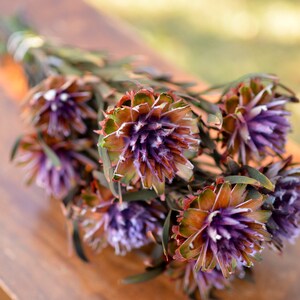 Purple Preserved Orchid Plumosum: Wedding Flowers, 7-8 Stems image 7