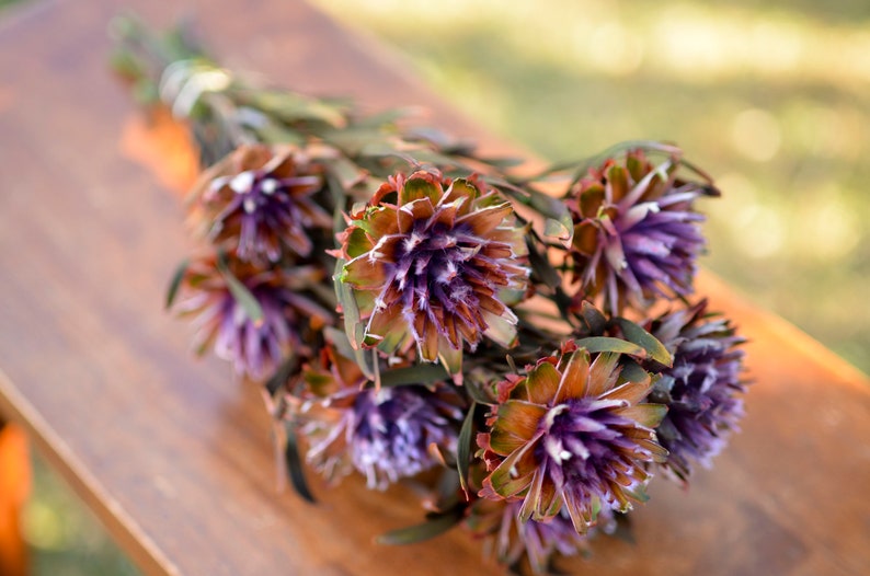 Purple Preserved Orchid Plumosum: Wedding Flowers, 7-8 Stems image 7