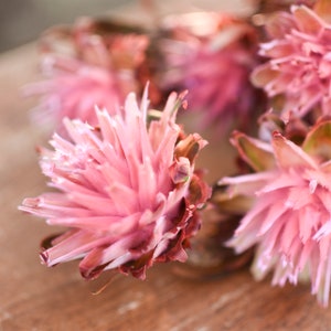 Pink punch plumosum, midge-orchids, pink preserved flowers, pink flowers for vase, pink flowers for arrangements image 3