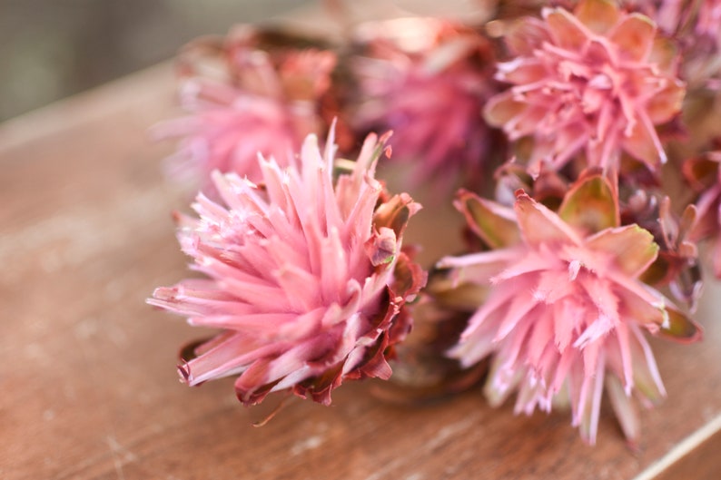 Pink punch plumosum, midge-orchids, pink preserved flowers, pink flowers for vase, pink flowers for arrangements image 3