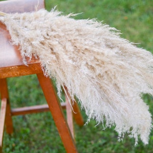 May include: A single, long, fluffy, dried pampas grass plume in a light beige color, resting on a wooden stool. The grass is arranged in a fan shape, with the tips of the plumes extending beyond the edge of the stool.
