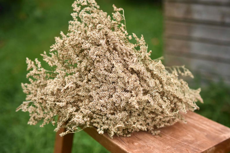 May include: A large, dense bundle of dried, light beige statice flowers with numerous tiny, star-shaped blossoms clustered on thin, branching stems. The dried plant material has a textured, airy appearance and a uniform, pale, neutral colour throughout.