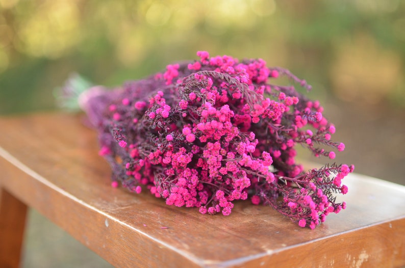 Bunch of preserved raspberry pink phylica, preserved dark pink flowers, small pink dried flowers, pink wedding flowers, fuschia flowers image 5