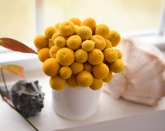 Billy Ball Pot, summer arrangement, fall arrangement, dried craspedia arrangement, dried billy ball arrangement