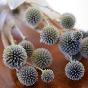 Dried echinops, natural thistle flower, dried globe thistle, dusty blue flowers, light blue flowers for bouquet, for vase, for wedding