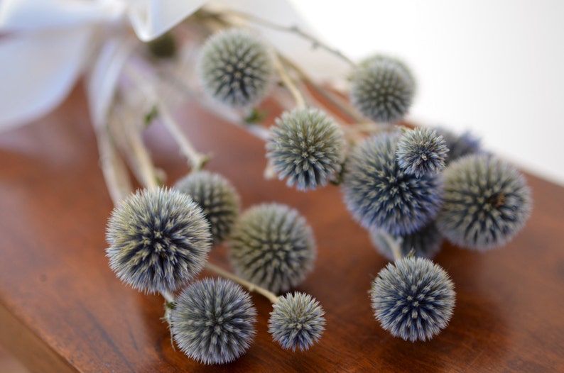 Dried echinops, natural thistle flower, dried globe thistle, dusty blue flowers, light blue flowers for bouquet, for vase, for wedding image 1