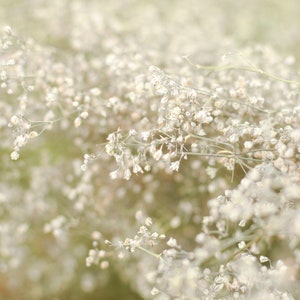 Natural dried baby's breath, unbleached baby's breath, silver flowers, gray flowers, filler dried flowers, dried gypsophilia, dried flowers image 6