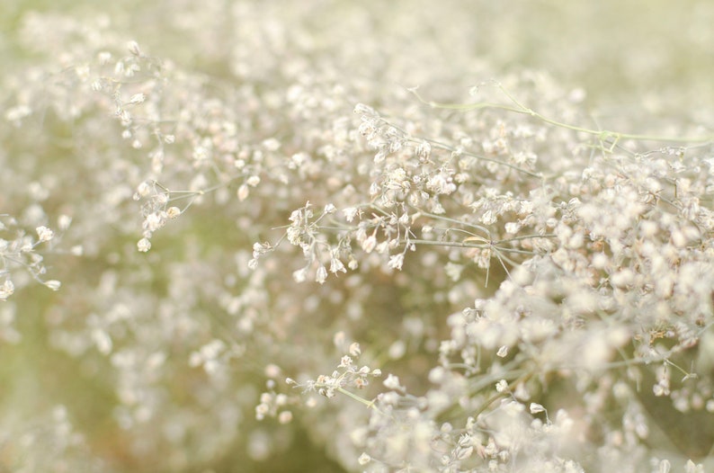 Natural dried baby's breath, unbleached baby's breath, silver flowers, gray flowers, filler dried flowers, dried gypsophilia, dried flowers image 6