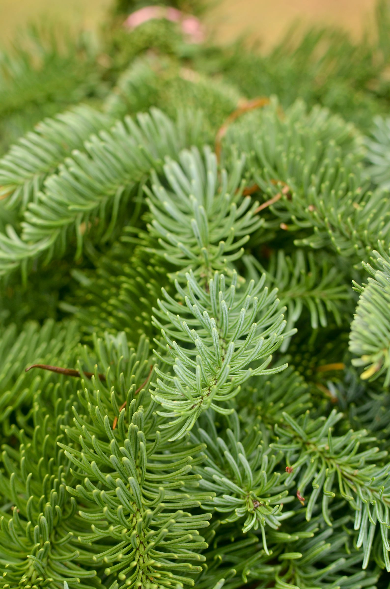 Fir branches fresh evergreen branches Christmas greenery Etsy