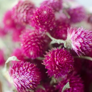 Dried Dark Pink Gomphrena: Globe Amaranth Clover Flowers