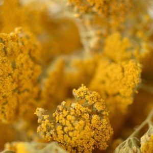 Dried Yarrow Bunch, dried yarrow, golden flowers, gold flowers, yellow dried flowers, yellow wedding flowers image 3