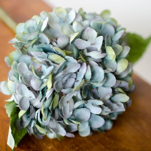 May include: A close-up of a blue and green hydrangea flower. The flower has many petals and is on a stem with green leaves. The flower is sitting on a wooden surface.