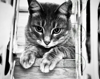 May include: A black and white photograph of a tabby cat resting on wooden stairs. The cat is looking directly at the camera with its paws resting on the step. The image is framed by the stair railing.