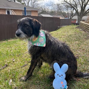 May include: A black and brown dog wearing a green and blue bandana with an Easter egg pattern sits on green grass with a blue plush bunny toy.