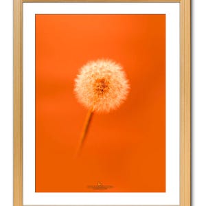 L'arancio tenue della primavera [fotografia d'arte incorniciata / A3 novi].