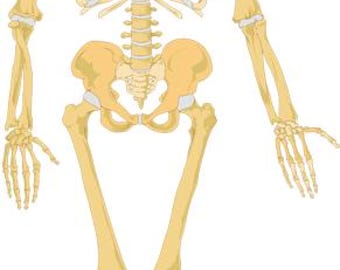 human anatomy skeleton png clipart jpg digital instant download art medical science printable anatomy