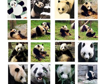 real panda bears, animal photos, digital collage sheet, 1.5 inch squares, clipart, instant download, printables