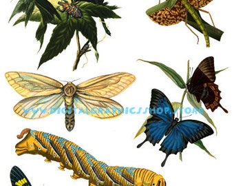 butterfly caterpillars digital collage sheet, butterfly clipart printable wall art instant download