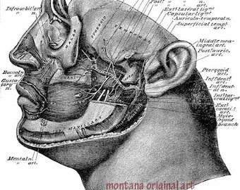 human head face anatomy art diagram chart png jpg clipart digital download medical anatomy illustration printable
