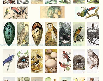 vintage birds,eggs, nests, clip art, instant download, domino collage sheet, 1" x 2" inch images, digital prints, printables