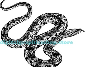 anaconda snake reptile png jpg clipart printable art digital print instant download animals graphics images