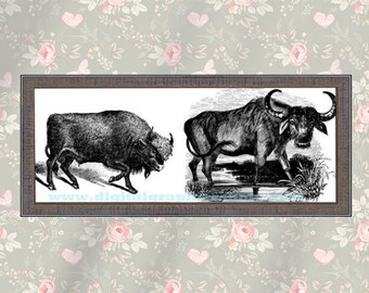 buffalo bison printable art, png jpg clipart, digital peint, instant download, farm animals, vintage illustrations