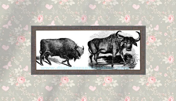 buffalo bison printable art, png jpg clipart, digital peint, instant download, farm animals, vintage illustrations