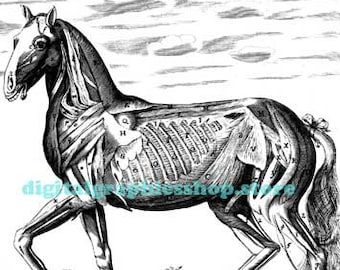 horse anatomy png jpg vintage illustration printable wall art animal digital print instant download image graphics