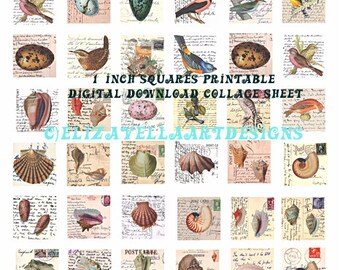 vintage birds eggs nests, sea shells animals postcard clipart instant download digital print collage sheet 1" inch squares
