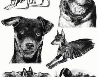 pedigree dog breeds pet portraits collage art printable digital download illustrations die cuts animals pets digital stamps black and white