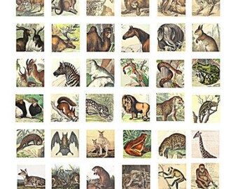 vintage printables, forest, jungle, animals, clipart, digital collage sheet, instant download, 1" inch squares, pendant images to print