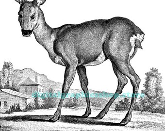 doe deer png,  vintage printable animal art, clipart, instant download, digital print, nature wildlife