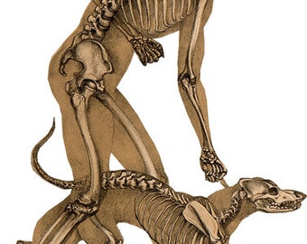 skeleton man with pet skeleton dog png,  printable vintage anatomy art, clipart jpg halloween print download