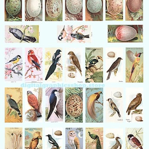 Vintage Bird & Egg Domino Collage Sheet: Printable Clip Art (Digital Download)