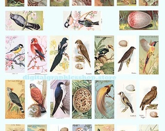 vintage birds, eggs, animal clip art, instant download, domino collage sheet, 1" x 2" inch images, digital prints, printables